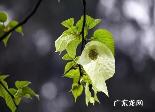 珙桐生长在什么地方