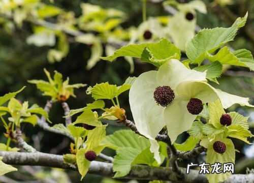 珙桐生长在什么地方