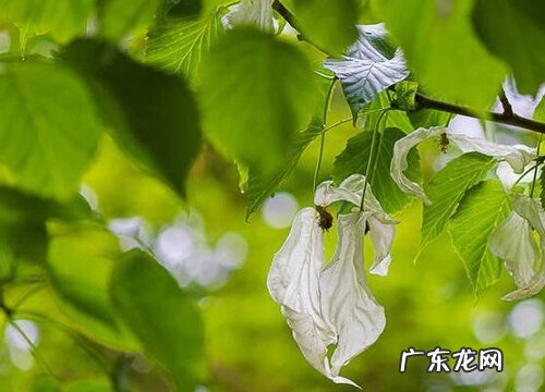 珙桐生长在什么地方