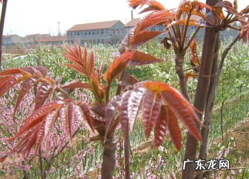 香椿树什么品种最好