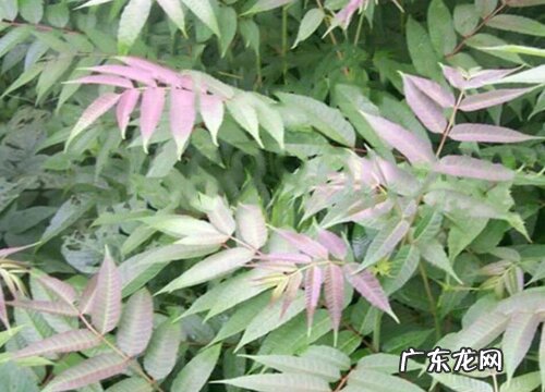 香椿树什么品种最好