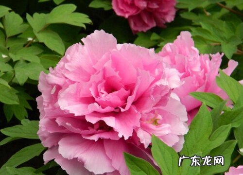 牡丹的种植方法和时间