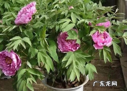牡丹的种植方法和时间
