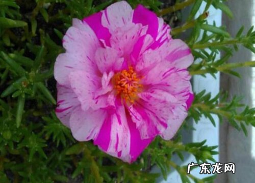 牡丹的种植方法和时间