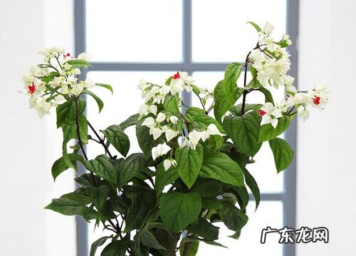 龙吐珠不开花怎么办