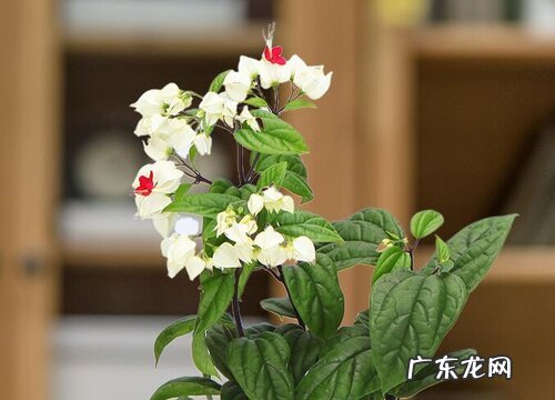 龙吐珠不开花怎么办