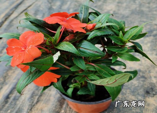 凤仙花生长在什么地方