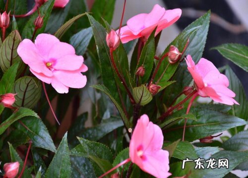 凤仙花生长在什么地方