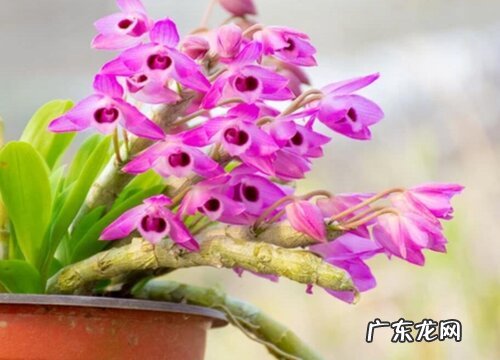 石斛生长在什么地方