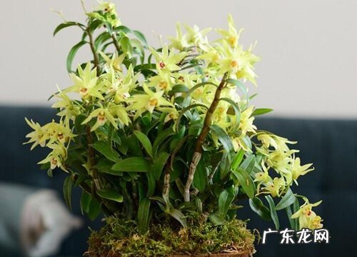 石斛生长在什么地方