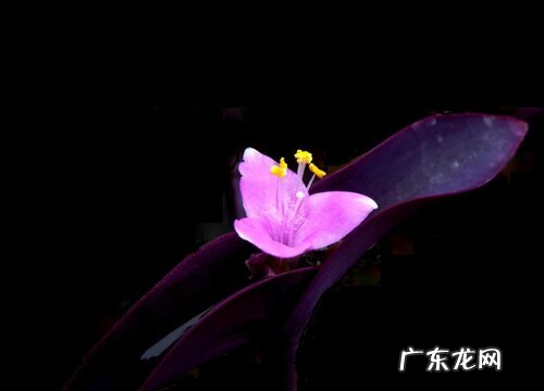 紫罗兰开完花怎么办