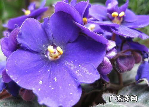 紫罗兰开完花怎么办