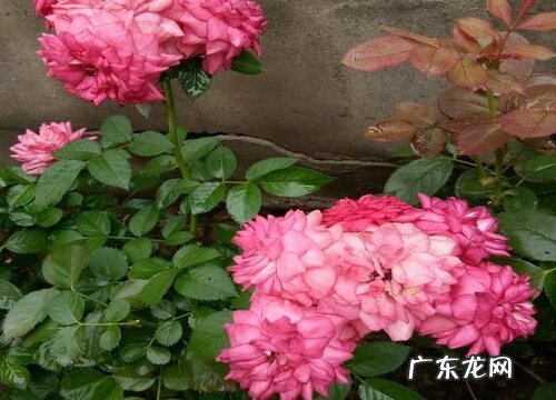 月季花生长在什么地方