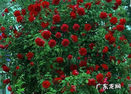 月季花生长在什么地方