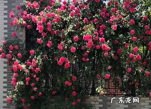 月季花生长在什么地方
