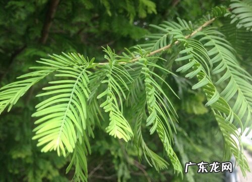 水杉生长在什么地方