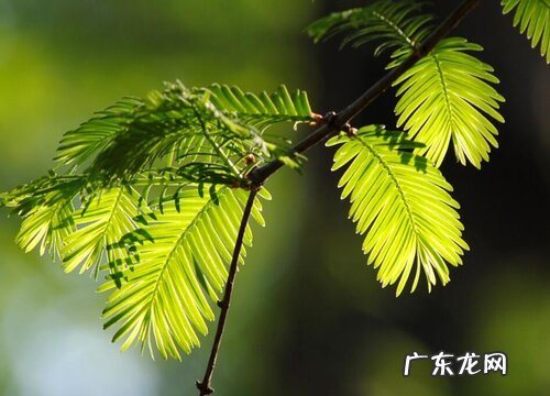 水杉生长在什么地方