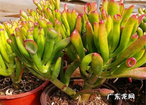 吸财树叶子一碰就掉怎么办 多肉吸财树掉叶子怎么回事