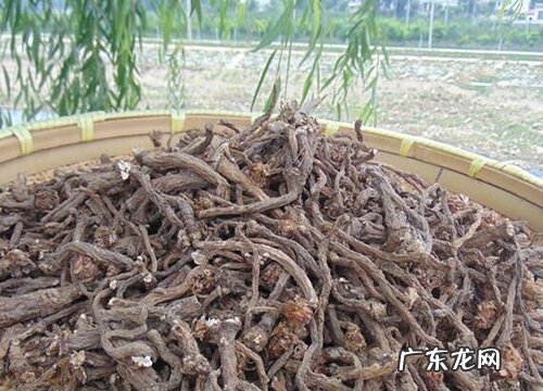 婆婆丁生长在什么地方