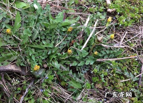 婆婆丁生长在什么地方