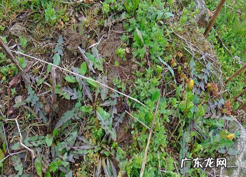 婆婆丁生长在什么地方