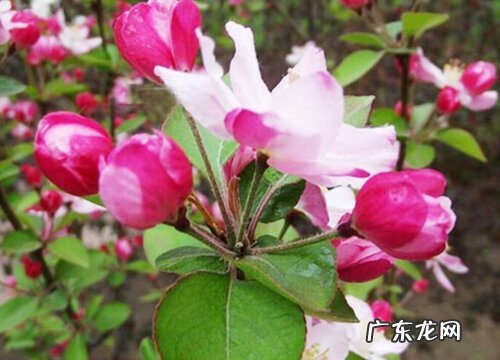 海棠花喜阳光吗