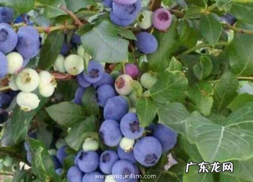 蓝梅生长在什么地方