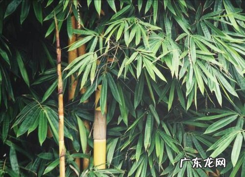 竹子生长在什么地方