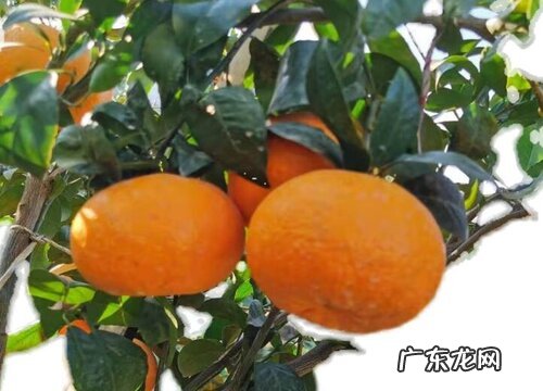 沃柑什么品种最好