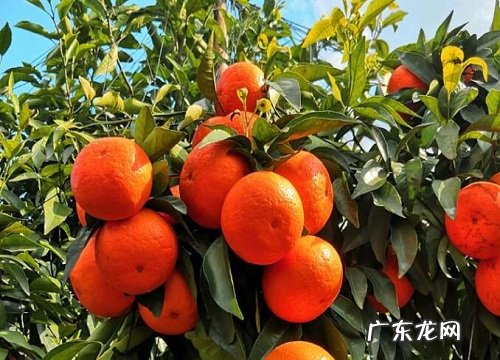 沃柑什么品种最好