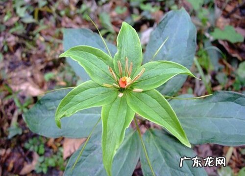 重楼什么品种最好