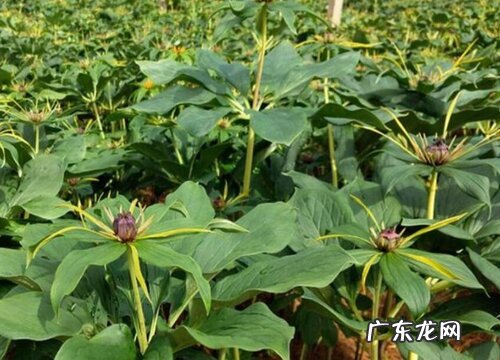 重楼什么品种最好