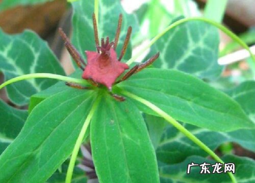 重楼什么品种最好