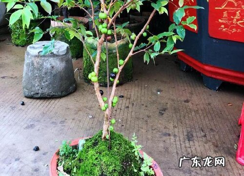 嘉宝果可以盆栽吗