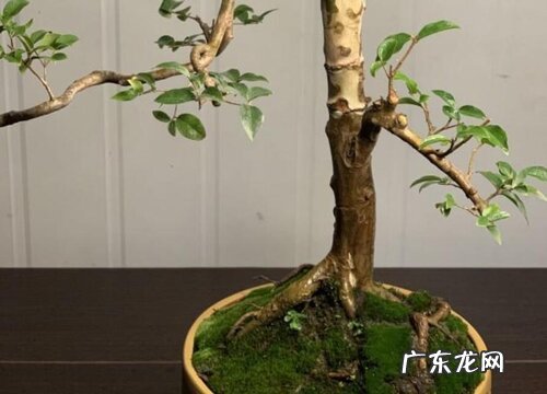 嘉宝果可以盆栽吗