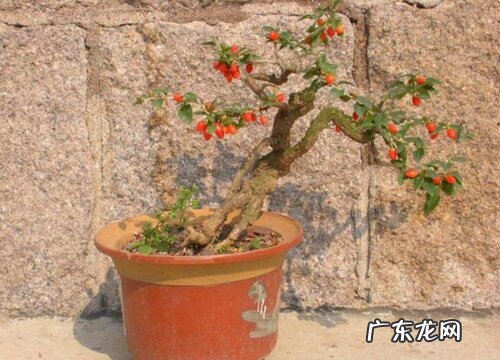 枸杞生长在什么地方