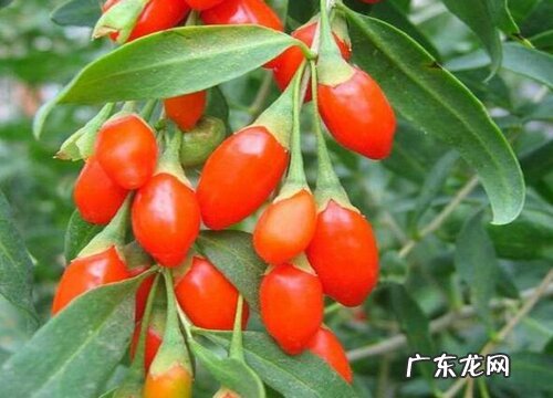 枸杞生长在什么地方