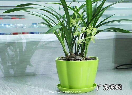 兰花生长在什么地方