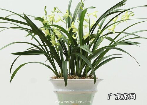 兰花生长在什么地方