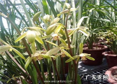 兰花生长在什么地方