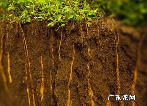 山药生长在什么地方