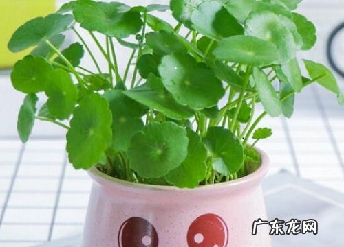 铜钱草生长在什么地方