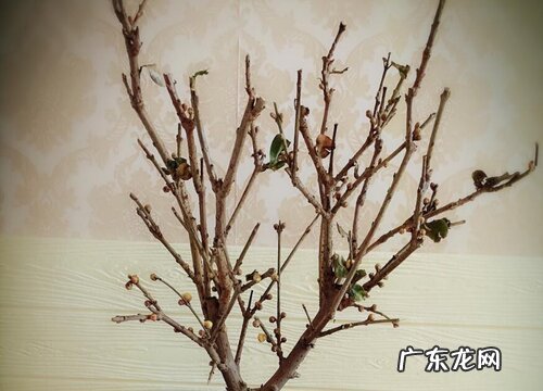 早春花卉有哪些