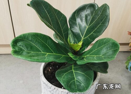 琴叶榕可以放卧室吗