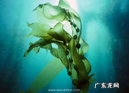 海藻生长在什么地方
