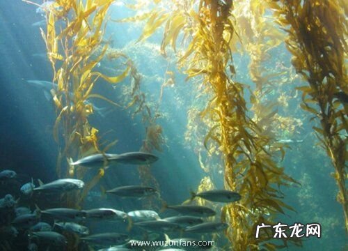 海藻生长在什么地方