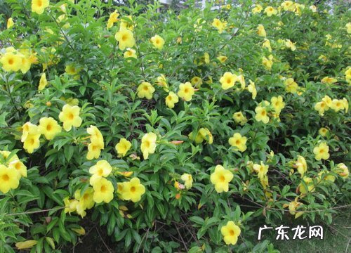 蝉花生长在什么地方