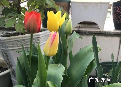 郁金香生长在什么地方