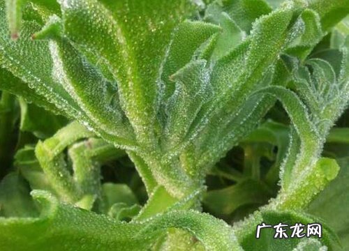 冰草生长在什么地方