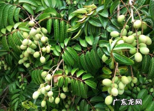 橄榄树生长在什么地方